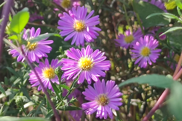 北京陵园的绿化配置如何? 北京陵园的绿化配置如何?