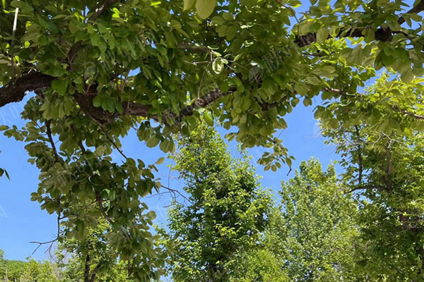 北京公墓风水大有学问，论龙背面