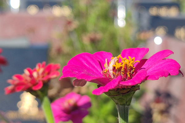 ​北京市所有公墓制订生态安葬礼仪方案