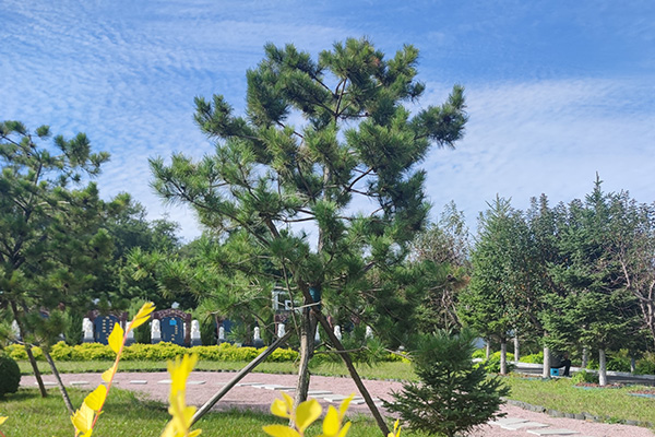 传统葬后,北京墓地的长期维护与祭拜习俗有哪些? 传统葬后,北京墓地的长期维护与祭拜习俗有哪些?