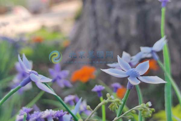 中华永久陵园：静谧诗意，永恒的生命归宿地