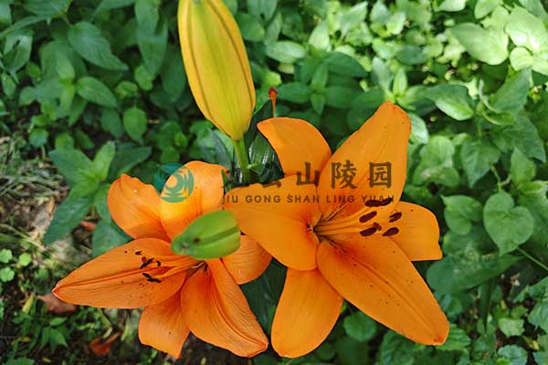 北京九公山墓园，寻一处安宁灵魂的家园