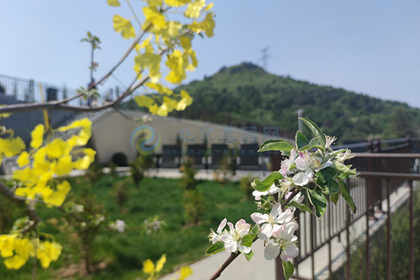 北京墓地立碑还是卧碑好？墓碑选择的关键因素分析