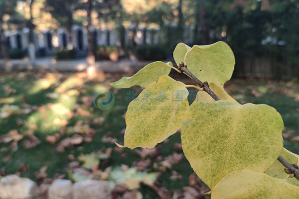 北京墓园墓碑多长时间刻完？墓碑刻字时间与流程解析